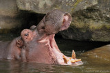 Hippopotamus <BR>(Hippopotamus amphibius)