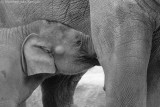 Asian elephant <BR>(Elephas maximus)