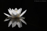 White lotus <BR>(Nymphaea alba)