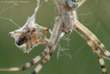 Wasp spider <BR>(Argiope bruennichi)
