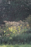 Giant hogweed