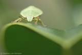 Green shield bug <BR>(Palomena prasina)