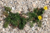 Silverweed <BR>(Potentilla anserina)