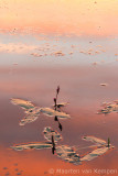 Water smartweed (Polygonum amphibium)
