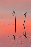 Arrowhead (Sagittaria sagitti)