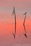 Arrowhead <BR>(Sagittaria sagitti)