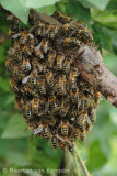 Honey bee <BR>(Apis mellifera)