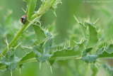7-spotted ladybird (Coc-<BR>cinella septempunctata)