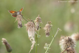 Small copper <BR>(Lycaena phlaeas)