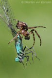 Garden spider <BR>(Araneus diadematus)