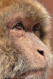 Barbary macaque <BR>(Macaca sylvanus)