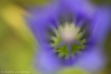 Marsh gentian (Gentiana pneumonanthe)