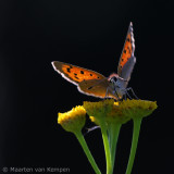 Small copper <BR>(Lycaena phlaeas)