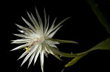 Quỳnh Hoa- Night bloom Cereus