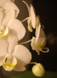 orchid white.jpg