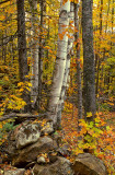 Kodachrome-8.jpg