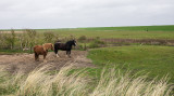 Texel