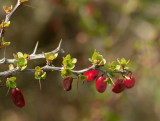 Barberry Buds and Thorns.jpg