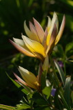 Species Tulip Tarda.jpg