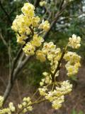 60018.jpg   sa  Fragrant Litsea  (Litsea Cubeba)