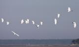 Snowy Egret flock