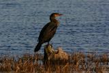 Double-crested Comorant