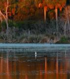 Egret Pond at sunset