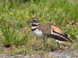 Killdeer