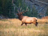 Yellowstone National Park