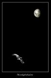 moonlightshadow.jpg