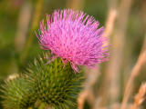 Flora