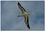 Red Footed Booby 2