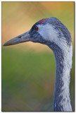 International Crane Foundation 3