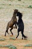 Wild Horses