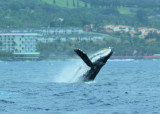 Humpback Whale4.0309.jpg