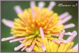 Flower-DOF.jpg