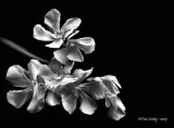 Flowers in Black  White