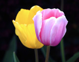 Two Tulips