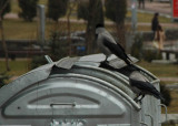 Crows of Kyiv
