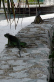 Iguanas