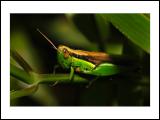 Grasshopper-05