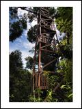 Bukit Bangkirai, East Borneo