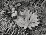 Pacific Northwest Autumn