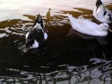 ducks2 yarkon.JPG