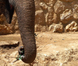 elephant trunk green1.JPG