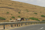 horse roadside.JPG