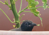 bulbul leaves.JPG