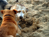 beach dogs sand.jpg