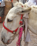 P6251276_white mule.jpg