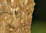 P8211717_dragon fly tree.jpg